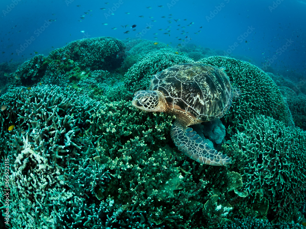 Fototapeta premium Big turtle laying on coral reef. Underwater photo. Philippines