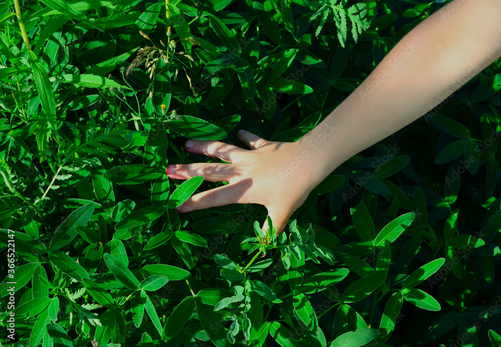 Fototapeta premium close-up - the boy's hand, dirty from picking berries, on the green grass in the forest, shadows fall on the hand from the grass