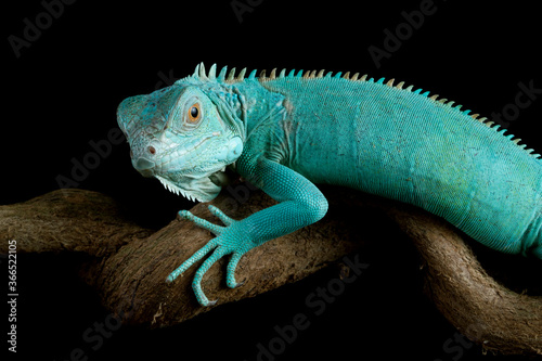 Blue iguana closeup head