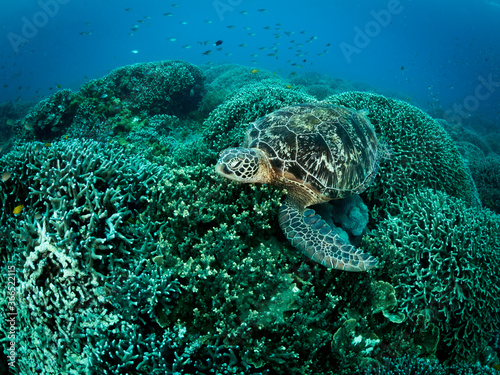 Big turtle laying on coral reef. Underwater photo. Philippines