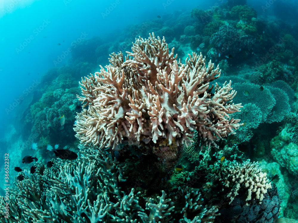 Fototapeta premium Colorful coral reef, underwater photo, Philippines.