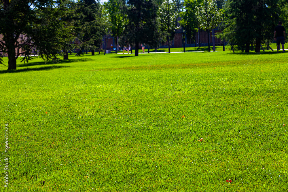 Fototapeta premium Summer city park.