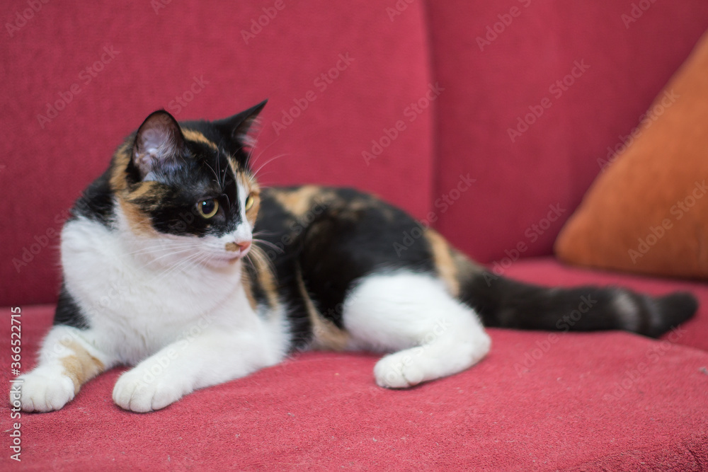 A tricolor cat lies on a red sofa.