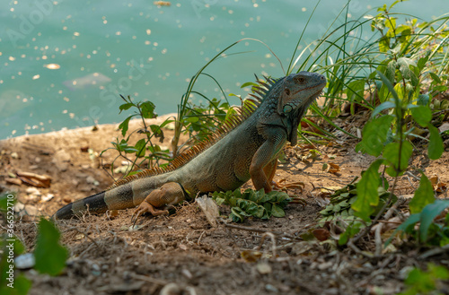 Wild green iguana by the water