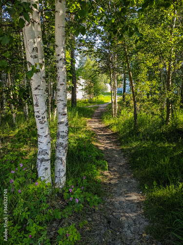 Noyabrsk  Russia - May 30  2020  A forest path passes near the birches. Vertical.