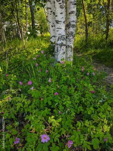 Fototapeta Naklejka Na Ścianę i Meble -  Noyabrsk, Russia - May 30, 2020: A forest path passes near the birches. Vertical.