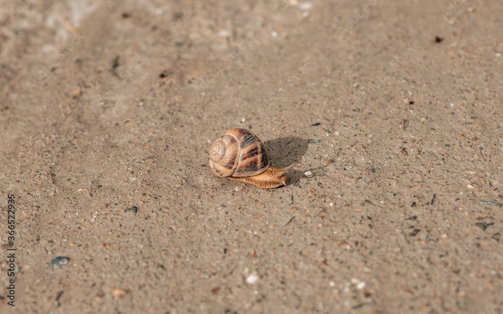 the snail on the road