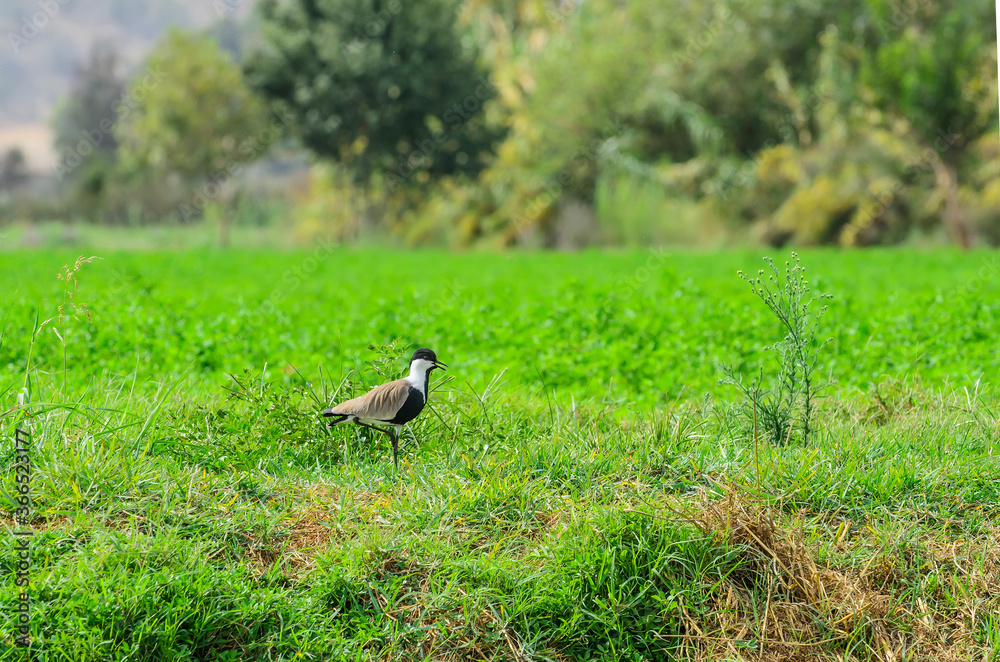 Obraz premium The spur-winged lapwing or spur-winged plover (Vanellus spinosus)