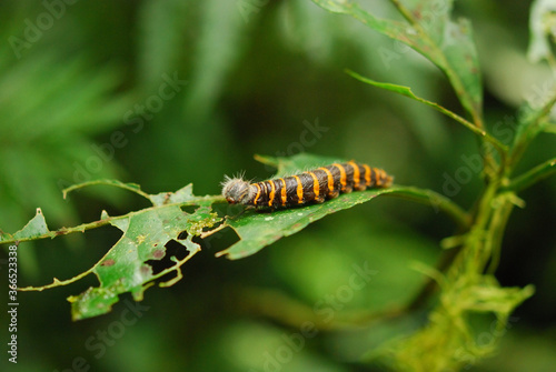 Caterpillar on a leaf in Costa Rica © Zsuzsanna Bird