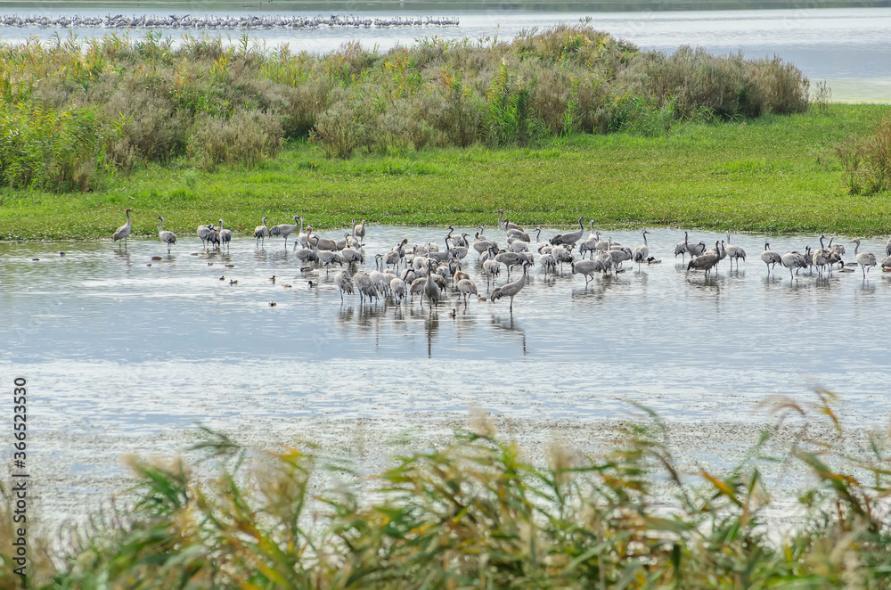 The Migrating Common cranes