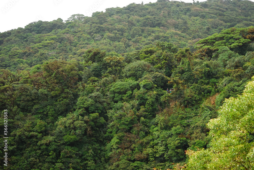 green forest in the mountains