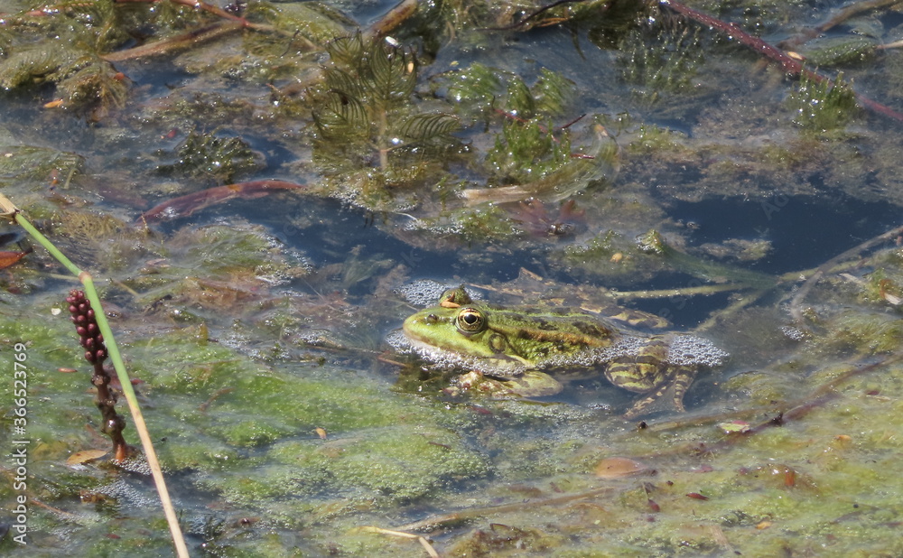 Süßer Frosch in Algen im Teich Süßer Frosch in Algen im Teich