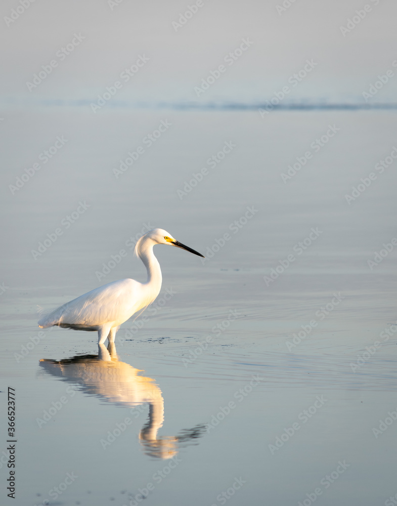 great blue heron ardea cinerea on lake reflection great blue heron ardea cinerea on lake reflection