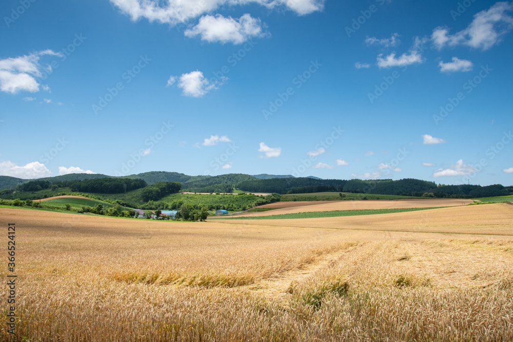 7月富良野の小麦畑
