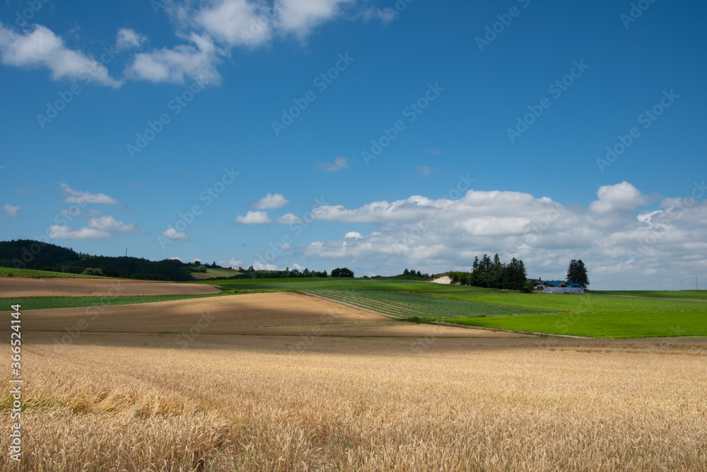 7月富良野の夏空のある風景 7月富良野の夏空のある風景