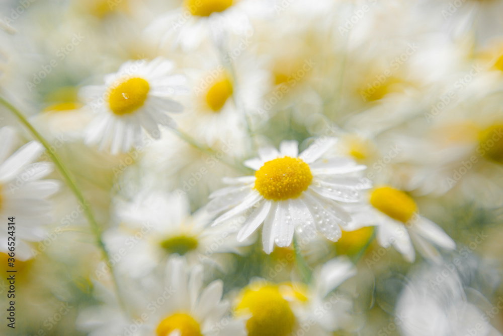 Fototapeta premium defocus Beautiful background with camomiles. Herbal tea is a natural ecological vegan. Close-up flower bouquet field. yellow white