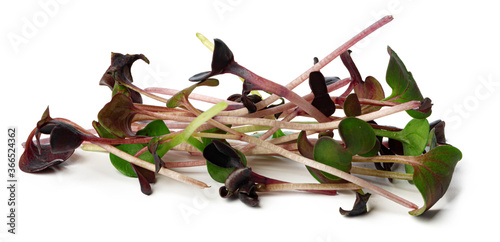 Bunch of micro green sprouts isolated on white background photo