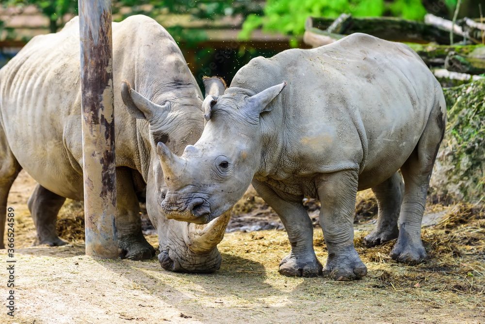 Fototapeta premium The white rhinoceros or square-lipped rhinoceros (Ceratotherium simum) is the largest extant species of rhinoceros.