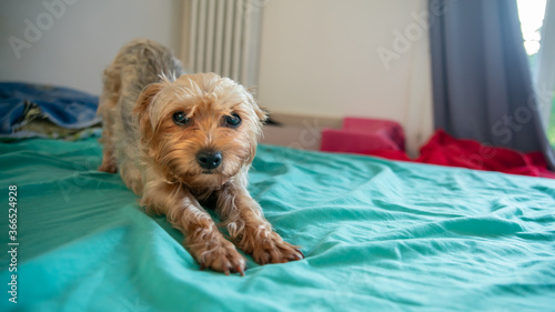 Cute Yorkshire terrier dog, gold color, in yoga position