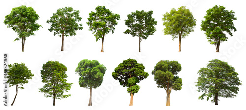 isolated tree green set is located on a white background. Collection of isolated tree green on white background Tropical tree