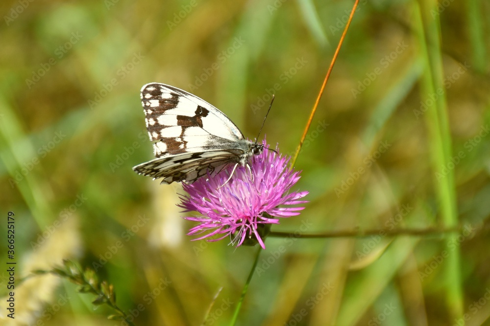 Side view of a Melanargia butterfly of the family Nymphalidae, black and white, perched on a Centaurea flower. Side view of a Melanargia butterfly of the family Nymphalidae, black and white, perched on a Centaurea flower.