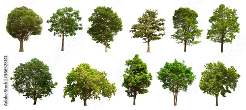 isolated tree green set is located on a white background. Collection of isolated tree green on white background Tropical tree © Warut