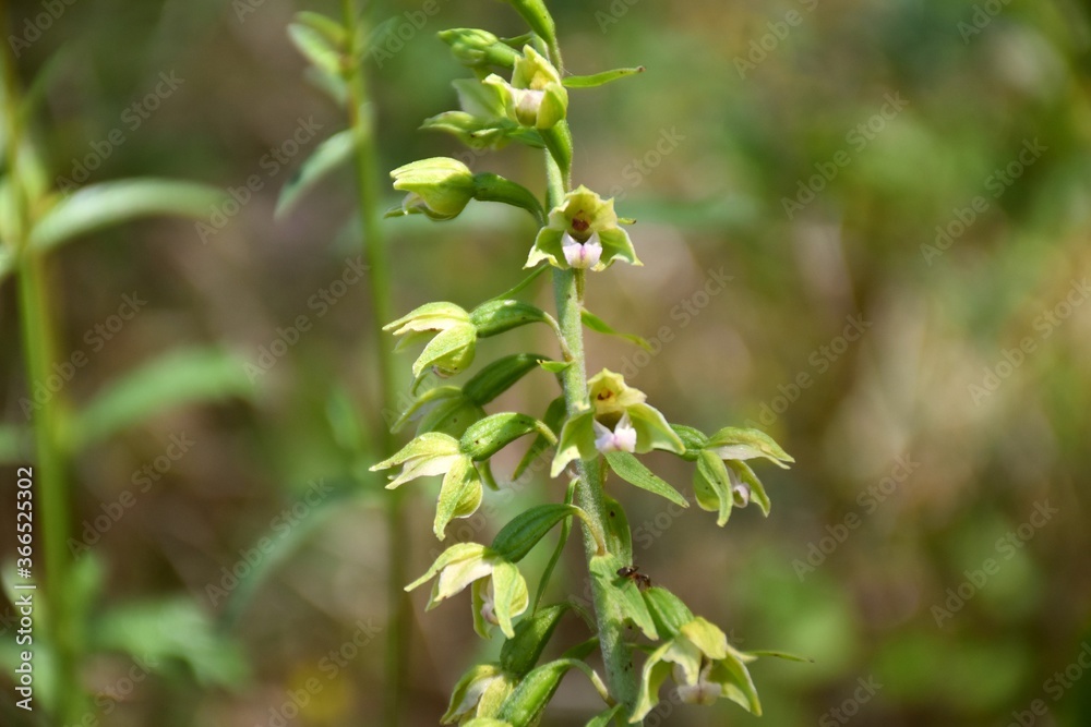 Orchid Epipactis helleborine in bloom in old asparagus field. Orchid Epipactis helleborine in bloom in old asparagus field.