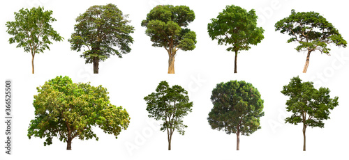 isolated tree green set is located on a white background. Collection of isolated tree green on white background Tropical tree