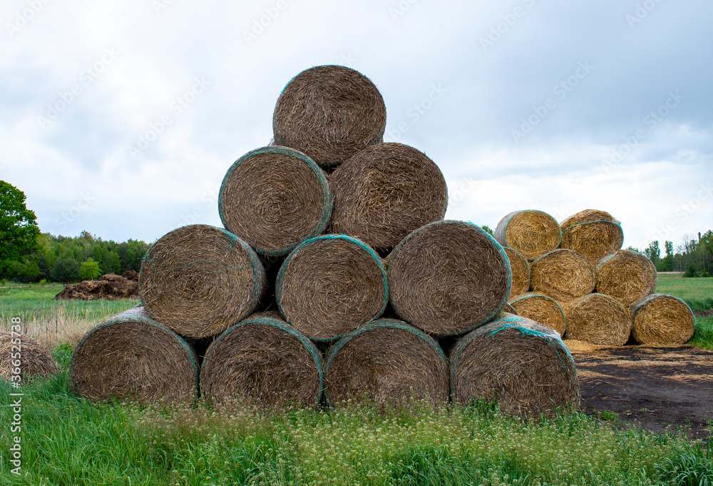 Bales of hay. High stack of round dry hay sheaves on a farm field. Fram cultivation of wheat / rye Bales of hay. High stack of round dry hay sheaves on a farm field. Fram cultivation of wheat / rye