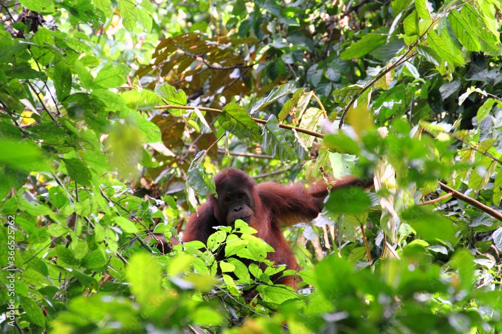Wild Bornean Orang-utan (Pongo pygmaeus) in Tabin, Sabah, Malaysia