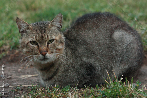 Wallpaper Mural Portrait of tricolor indifferent cat do not care on the green grass in the yard. Torontodigital.ca