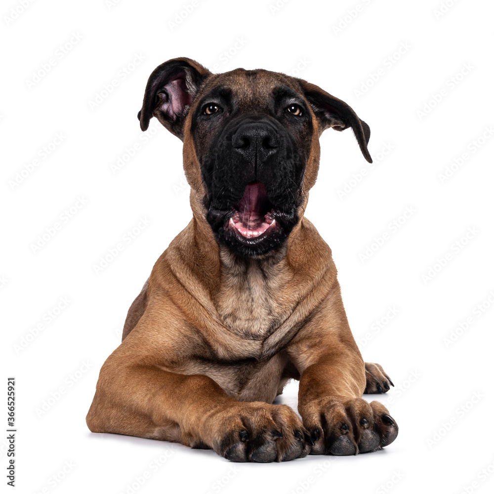 Handsome Boerboel / Malinois crossbreed dog, laying down facing front. Head up, looking ahead with mesmerizing light eyes. Isolated on white background. Mouth open / yawning.