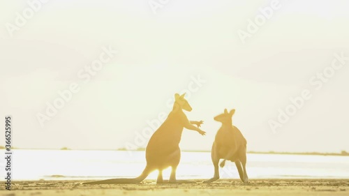 Epic close up of two fighting wallabies at Cape Hillsborough beach during golden hour photo