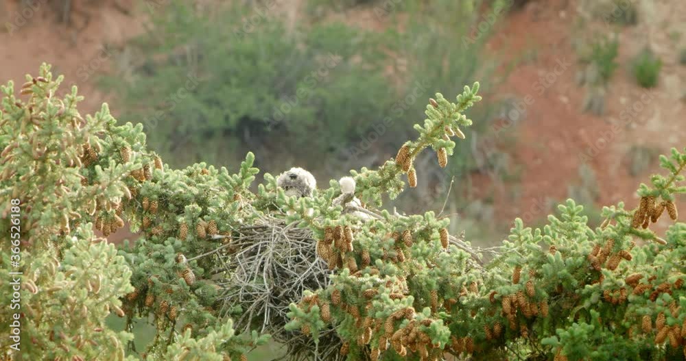 Red-Tailed Hawk Babies walking in nest on top of pine tree Red-Tailed Hawk Babies walking in nest on top of pine tree