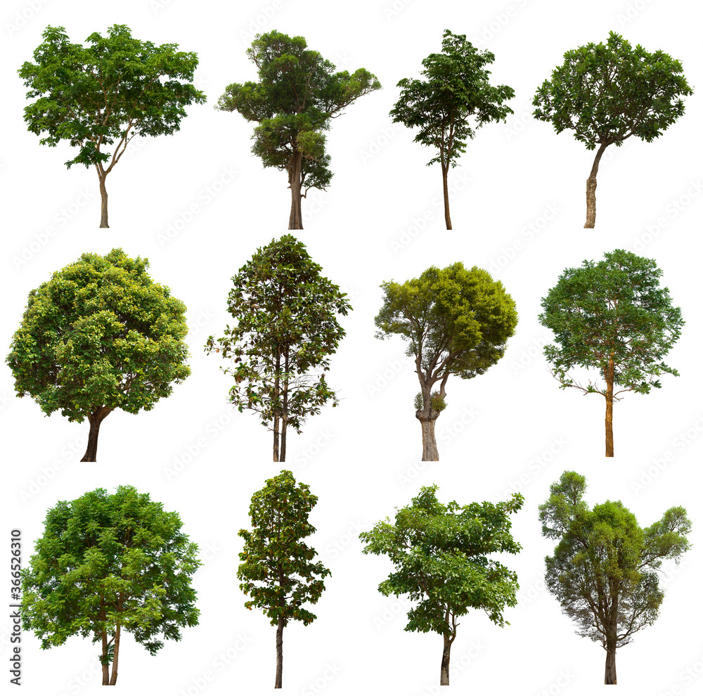 isolated tree green set is located on a white background. Collection of isolated tree green on white background Tropical tree isolated tree green set is located on a white background. Collection of isolated tree green on white background Tropical tree