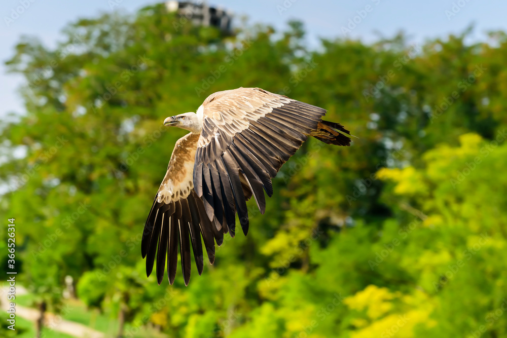 Obraz premium The griffon vulture (Gyps fulvus) is a large Old World vulture in the bird of prey family Accipitridae. It is also known as the Eurasian griffon.