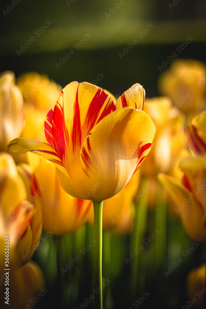 Beautiful yellow and red stripped tulip with a group of tulips behind it. Bokeh background. Beautiful yellow and red stripped tulip with a group of tulips behind it. Bokeh background.