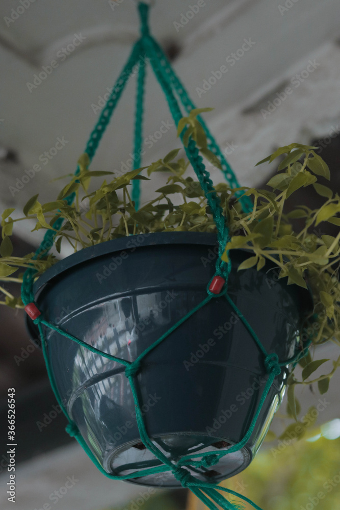A hanging pot with plants in it in a house top.
