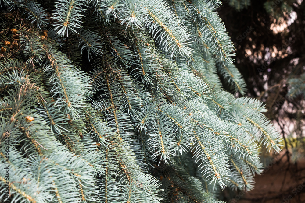 branches of a blue spruce on a dark background