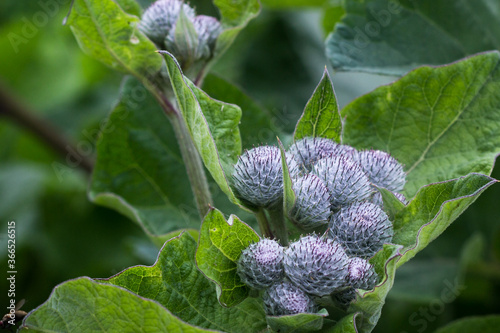 the seeds of burdock close-up on a background of green leaves