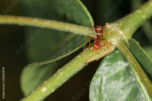 Close up red ant on green leaf in nature at thailand © pumppump