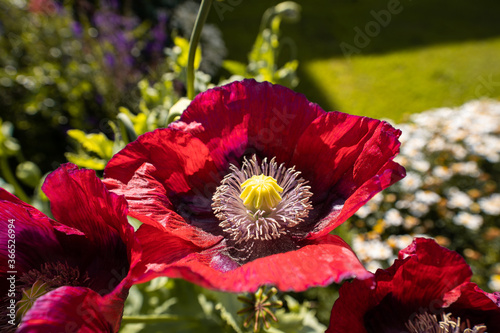 Red poppy opium (Papaver somniferum) in a British garden in the Northeast England, United Kingdom. photo