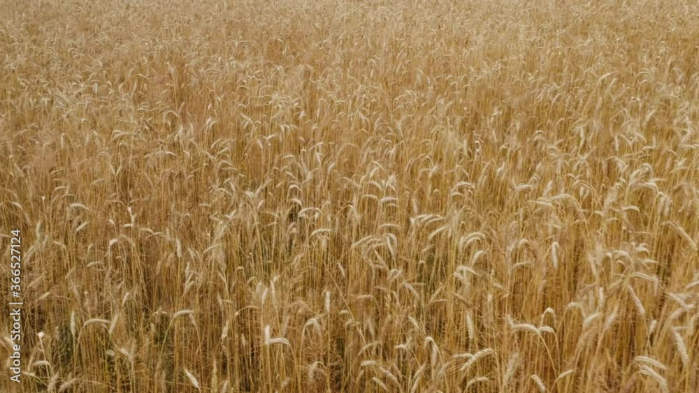 Camera above beautiful wheat field in a day where wind do some barley motion and camera moves forward Camera above beautiful wheat field in a day where wind do some barley motion and camera moves forward