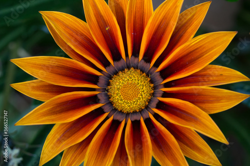 Star flower close up from above