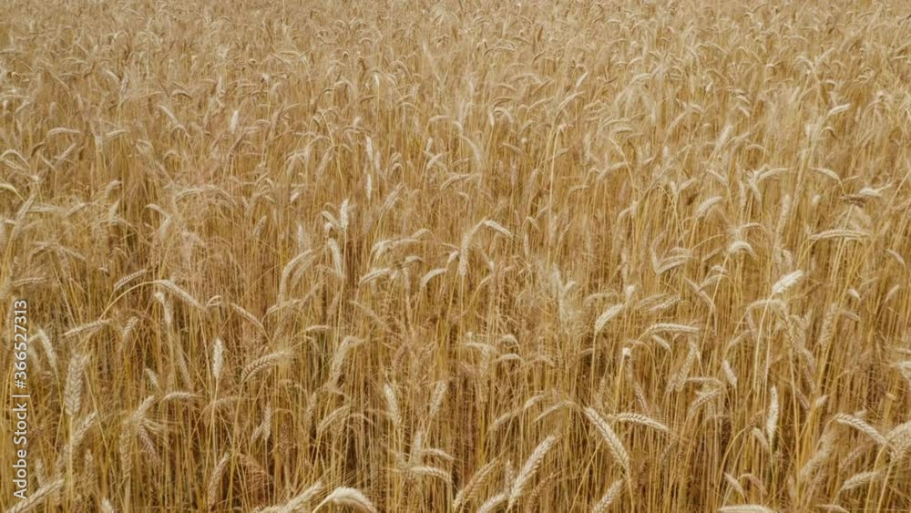 Closeup Camera above beautiful wheat field in a day where wind do some barley motion and camera moves forward Closeup Camera above beautiful wheat field in a day where wind do some barley motion and camera moves forward