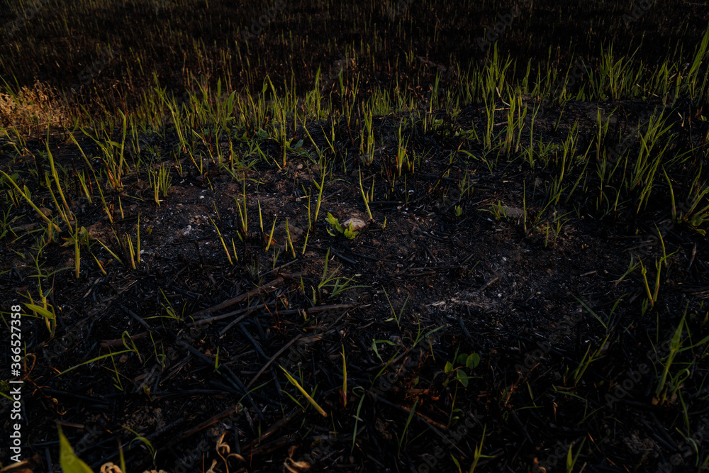 Soft focused close up shot of young reed sprouts on burnt wetlands ground. Renewal after natural fire. Global warming, hot climate, regrowth, nature recovery, hope concept.