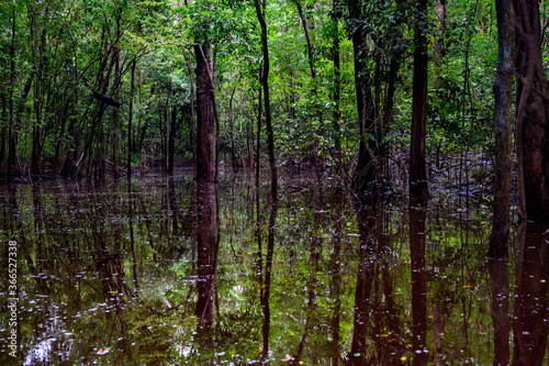 Amazon rain forest in a perfect and lovely sunny day