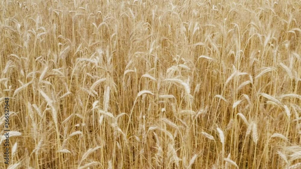 Closeup Camera above beautiful wheat field in a day where wind do some barley motion and camera moves to the right Closeup Camera above beautiful wheat field in a day where wind do some barley motion and camera moves to the right