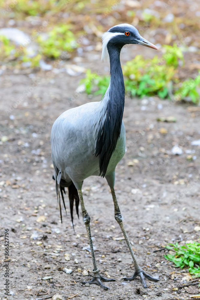Obraz premium The demoiselle crane walking in the field