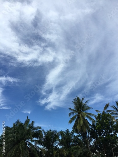 Cloud formed in the sky, beautiful shapes and tree with green leaves below 